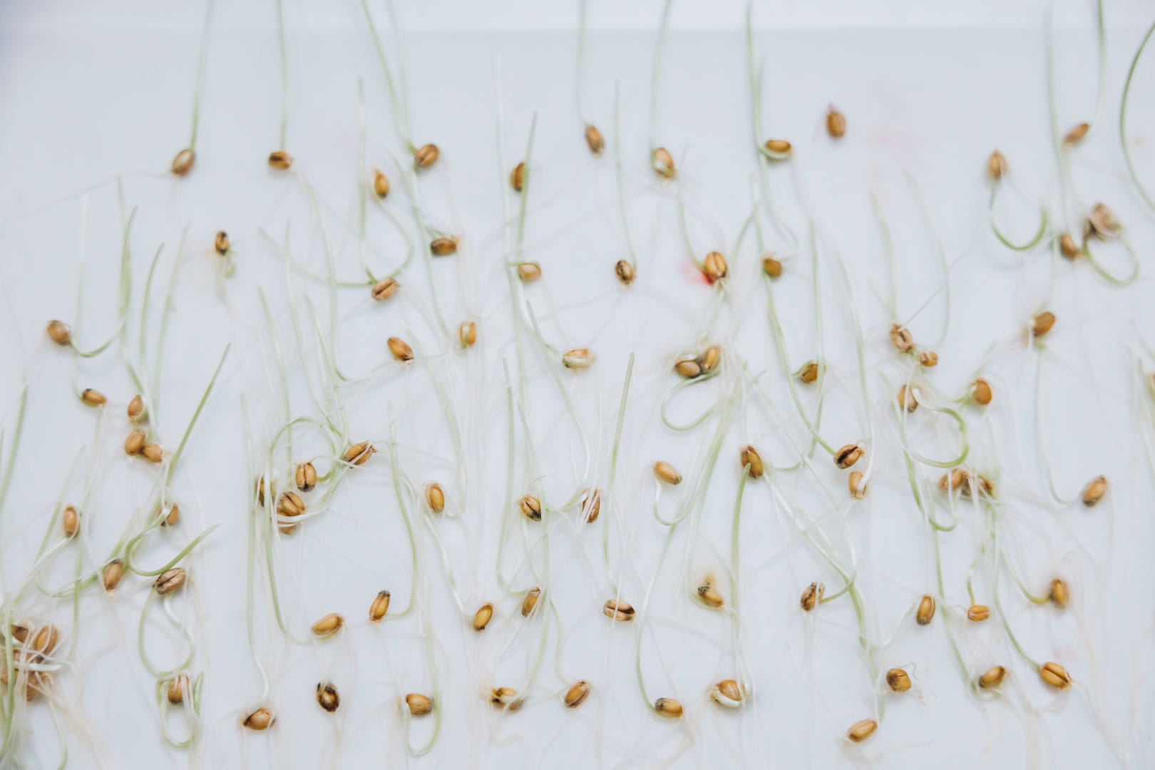 Testa av spannmål i labb.