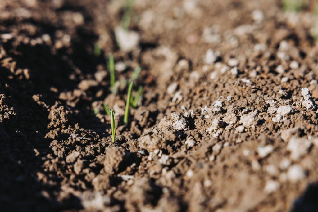 Vårsådd grönt spannmål som kommit upp ur jorden nyss.