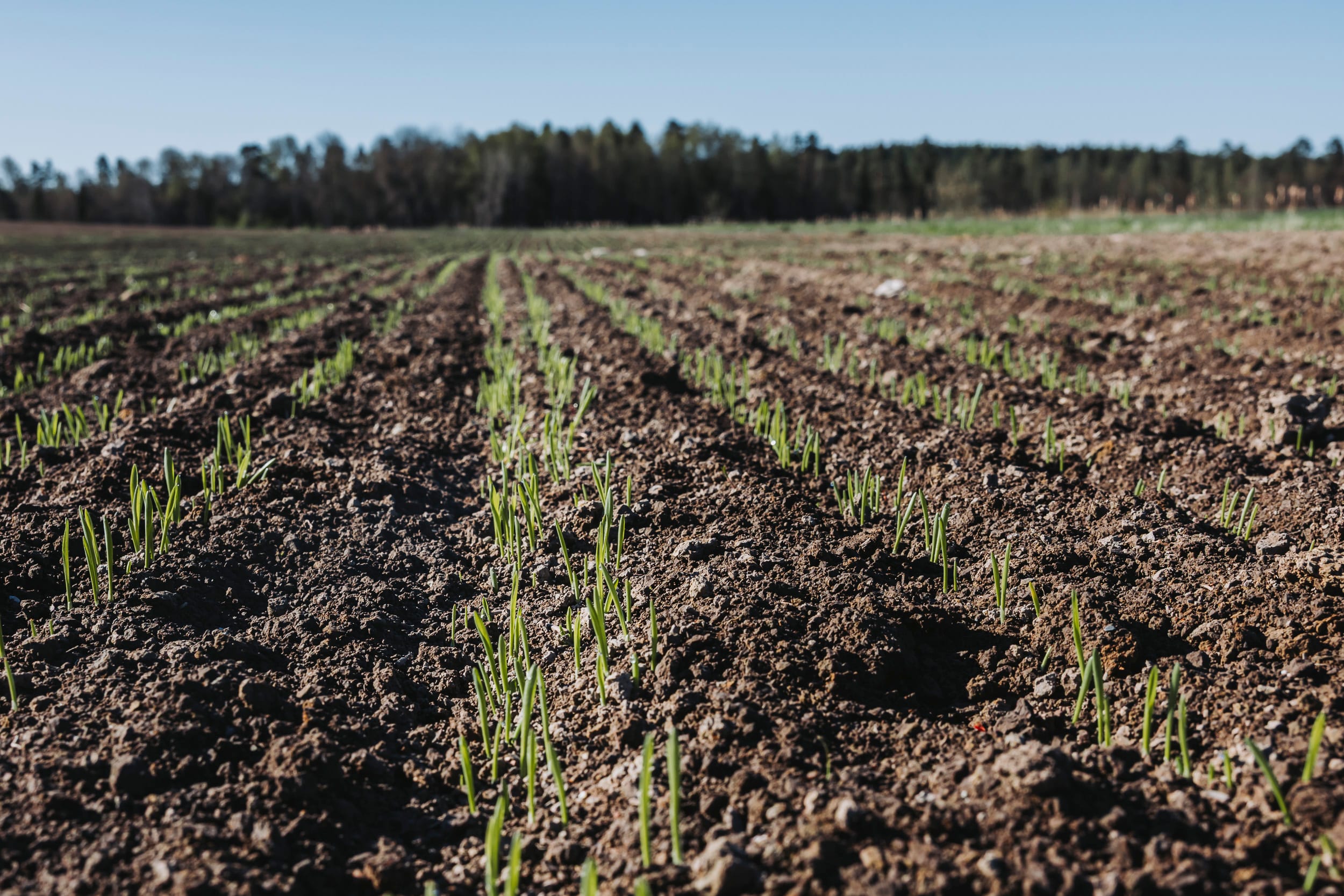 Vårsådd gärde med spannmål som kommit upp ur jorden nyss.