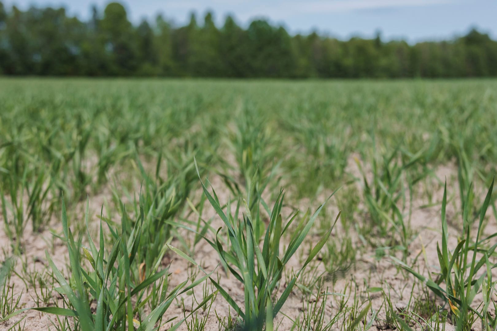 Vårsådd som kommit upp en decimeter
